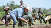 Bupati Wempi W. Mawa bersama Satgas Pertanian Sehat (PESAT) turun langsung ke sawah melakukan tanam padi di Lahan Kelompok Tani Nasimpungan, Desa Putat, sebagai wujud komitmen memperkuat ketahanan pangan daerah.
