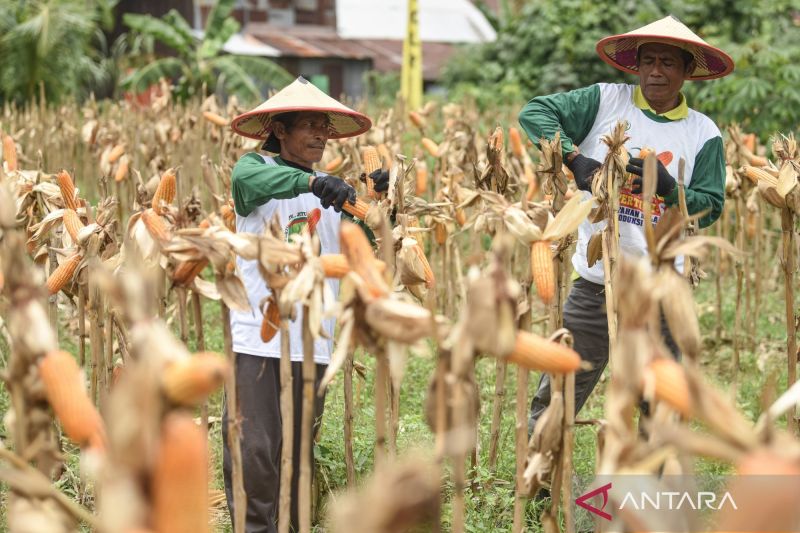 panen-raya-jagung-kuartal-iii-di-kalimantan-timur-2632257
