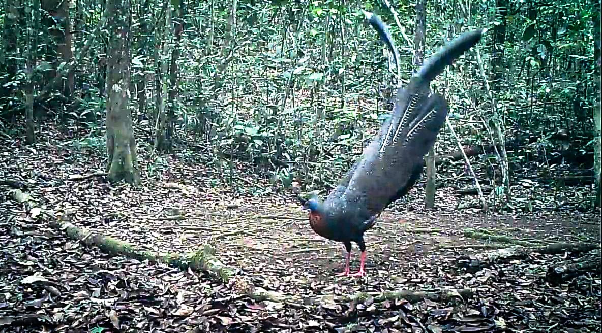Camera trap merekam Kuau Raja—burung ikonik Kalimantan yang kini semakin jarang dijumpai—di kawasan TN Kayan Mentarang.