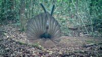 Cuplikan camera trap yang merekam Kuau Raja (Argusianus argus) di hutan TN Kayan Mentarang. Salah satu satwa langka yang menjadi indikator penting kesehatan ekosistem hutan tropis.
