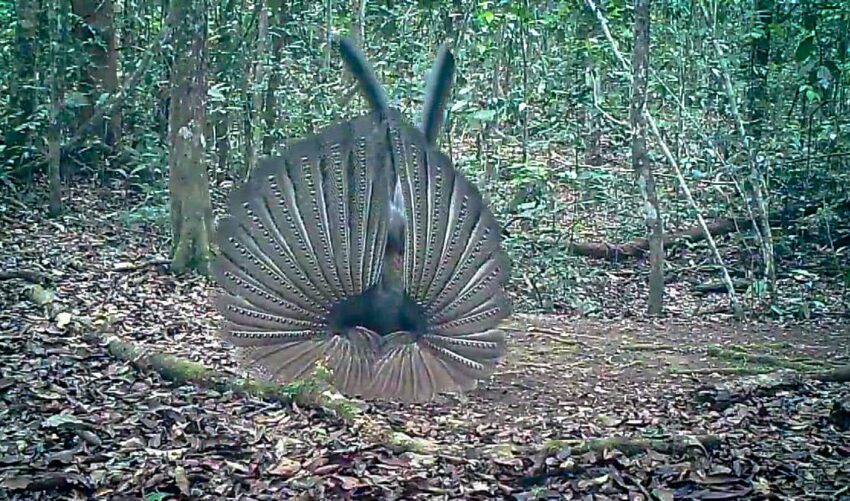 Cuplikan camera trap yang merekam Kuau Raja (Argusianus argus) di hutan TN Kayan Mentarang. Salah satu satwa langka yang menjadi indikator penting kesehatan ekosistem hutan tropis.