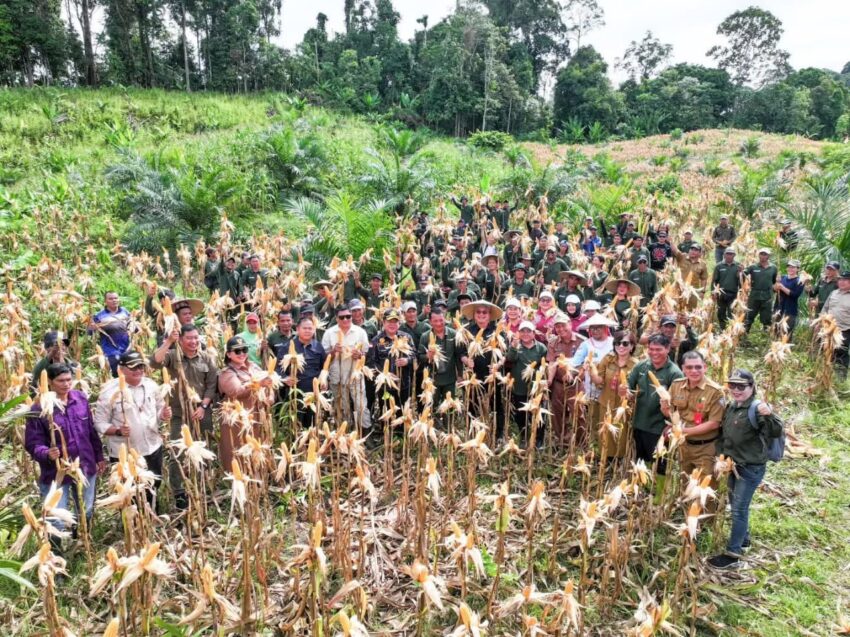 Suasana panen jagung di Jalan SPN, lokasi yang menjadi sorotan dalam evaluasi program Pesat terkait pemanfaatan lahan dan produktivitas pertanian.