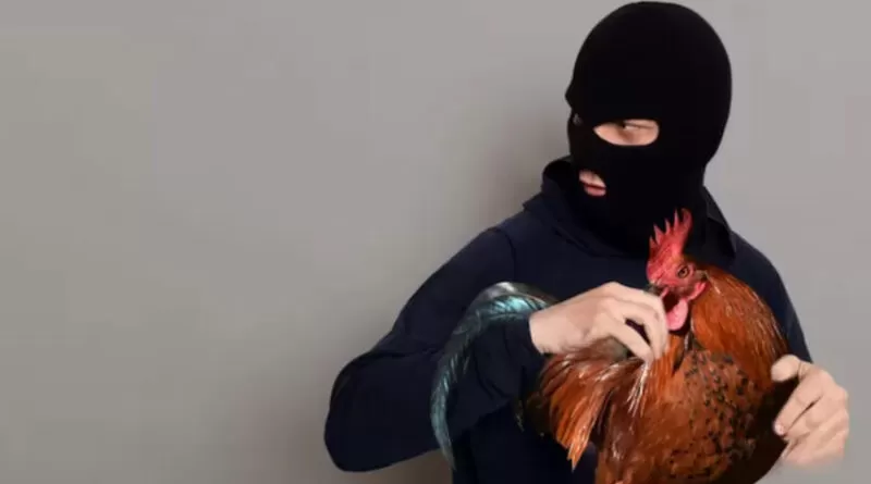 pencuri-ayam-3024360951