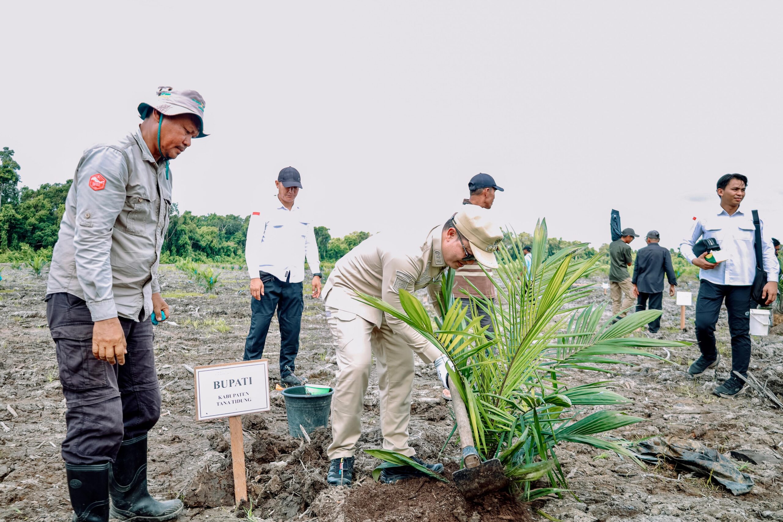 Bupati Tana Tidung Pimpin Penanaman Perdana Sawit Plasma Kemitraan PT Pipit Citra Perdana dan Koperasi Tumbuh Bagu Jaya