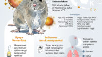 Kementerian Kesehatan (Kemenkes) menerapkan strategi dalam menghadapi ancaman hantavirus di Indonesia dan mengingatkan masyarakat untuk melakukan langkah pencegahan penularan.