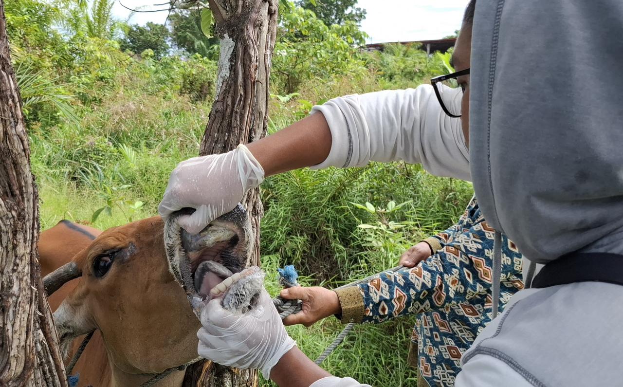 Bidang Peternakan, Distan Malinau saat melakukan check up kesehatan sapi kurban di peternakan warga malinau. pemeriksaan hewan kurban malinau