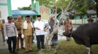 hibah hewan kurban malinau. hibah hewan kurban malinau.
